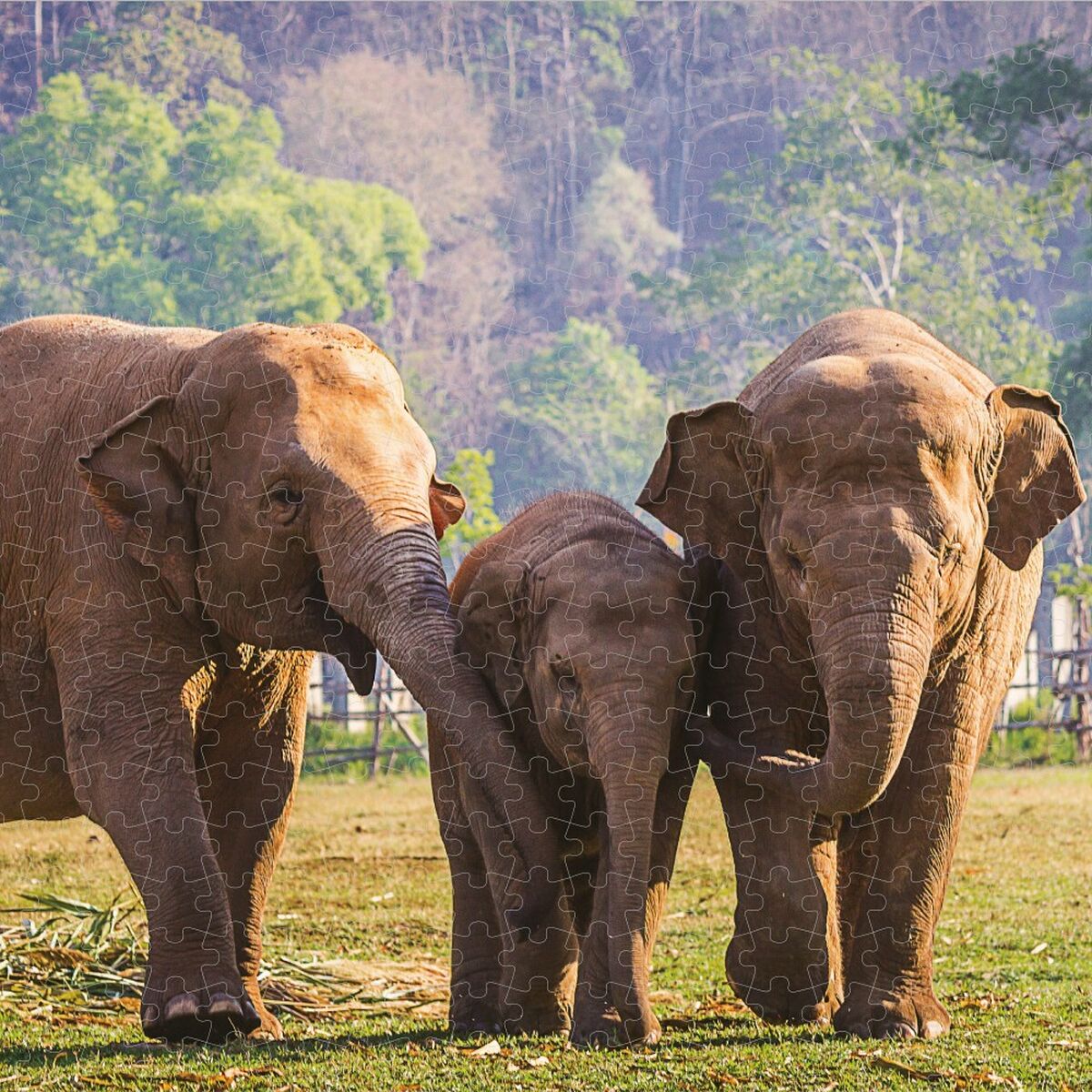 V6HCC8A535919F01AE8519472FAF816D253R5408334P5